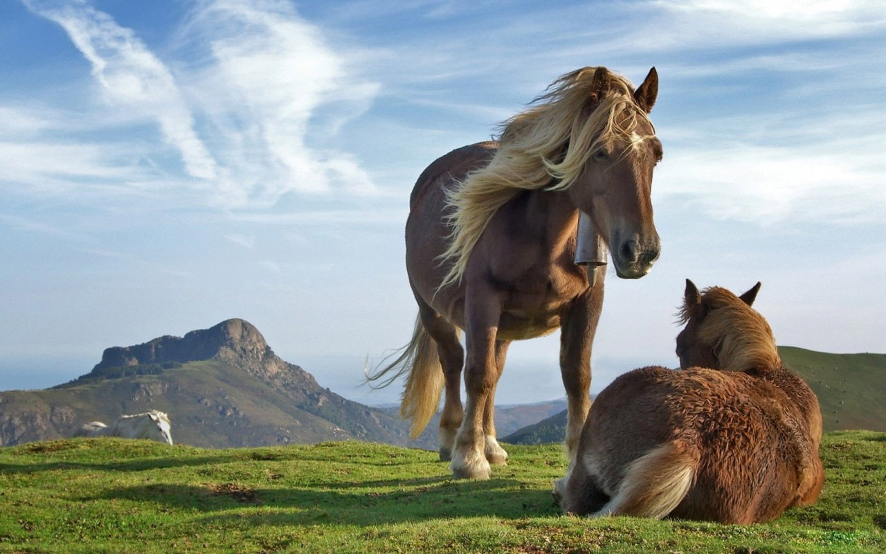 Desktop Wallpaper · Gallery · Animals · Tibetan pony | Free ...