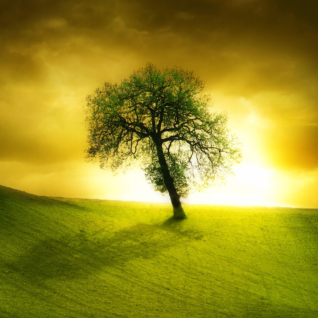 Lonely beautiful tree ipad wallpaper to download
