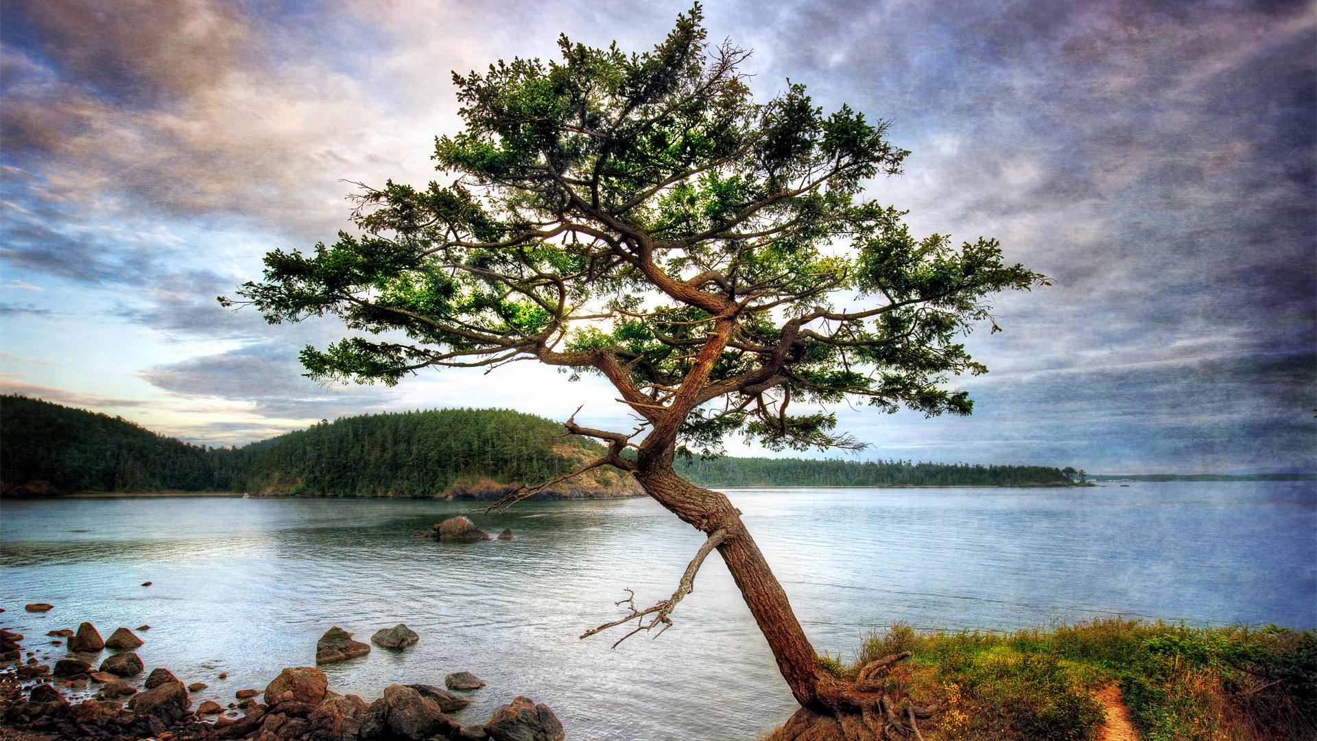 Beautiful tree on a bay shore hdr - (#151540) - High Quality and ...