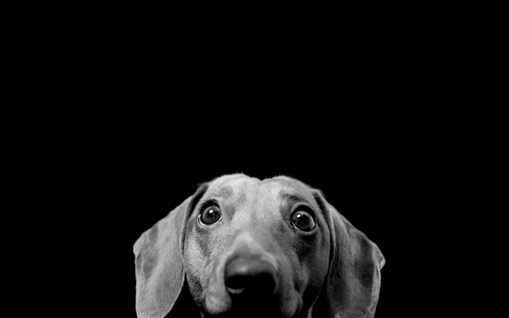 Black And White Dog Wallpapers Group (70+)