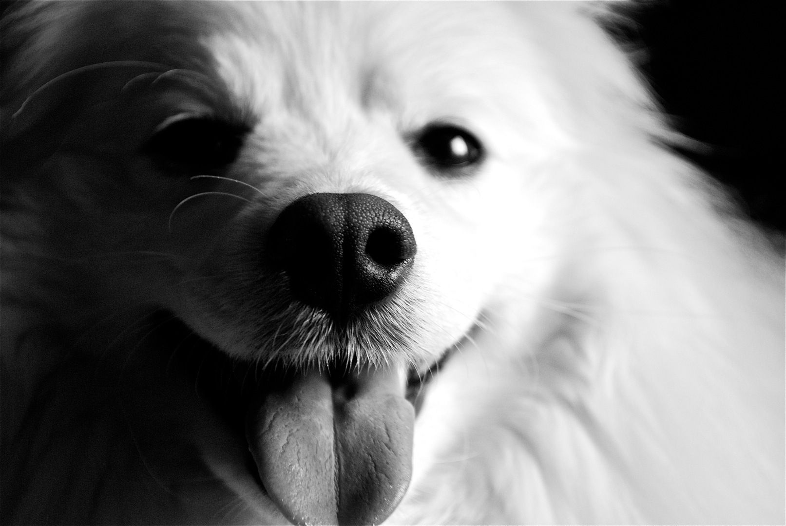 Black And White Dog Wallpaper - HD Wallpapers Lovely