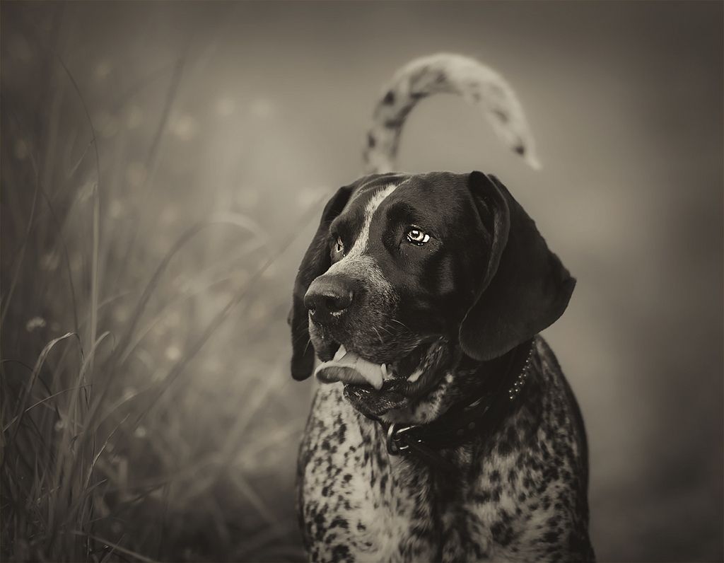 Black and white Bluetick Coonhound dog photo and wallpaper ...