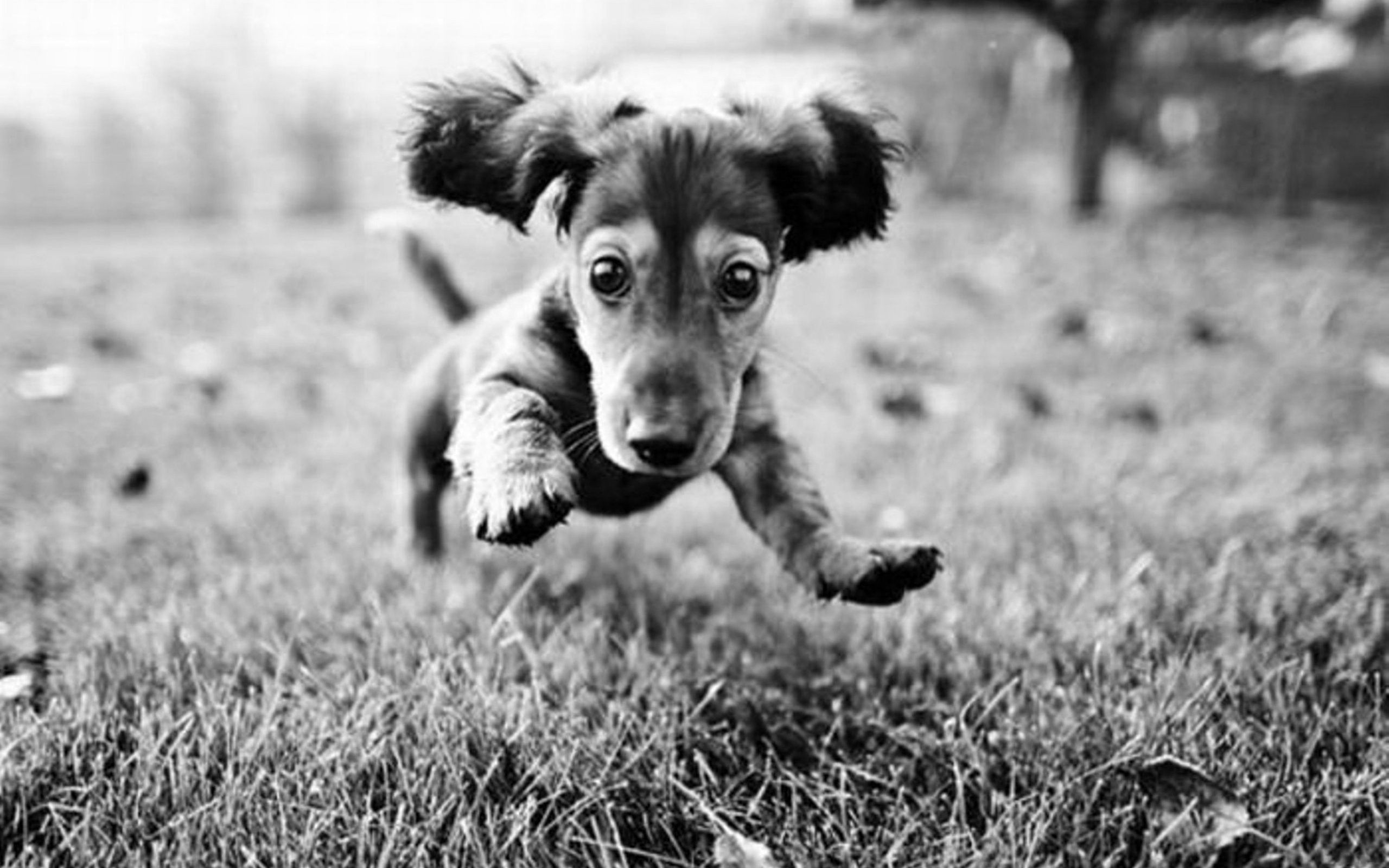 Black Puppy HD Wallpapers Black Puppy Photos New Backgrounds