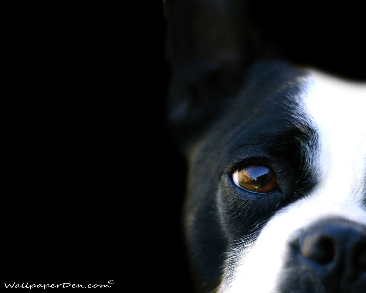 black-and-white-dog-wallpaper-163 - The Dog Wallpaper - Best The ...