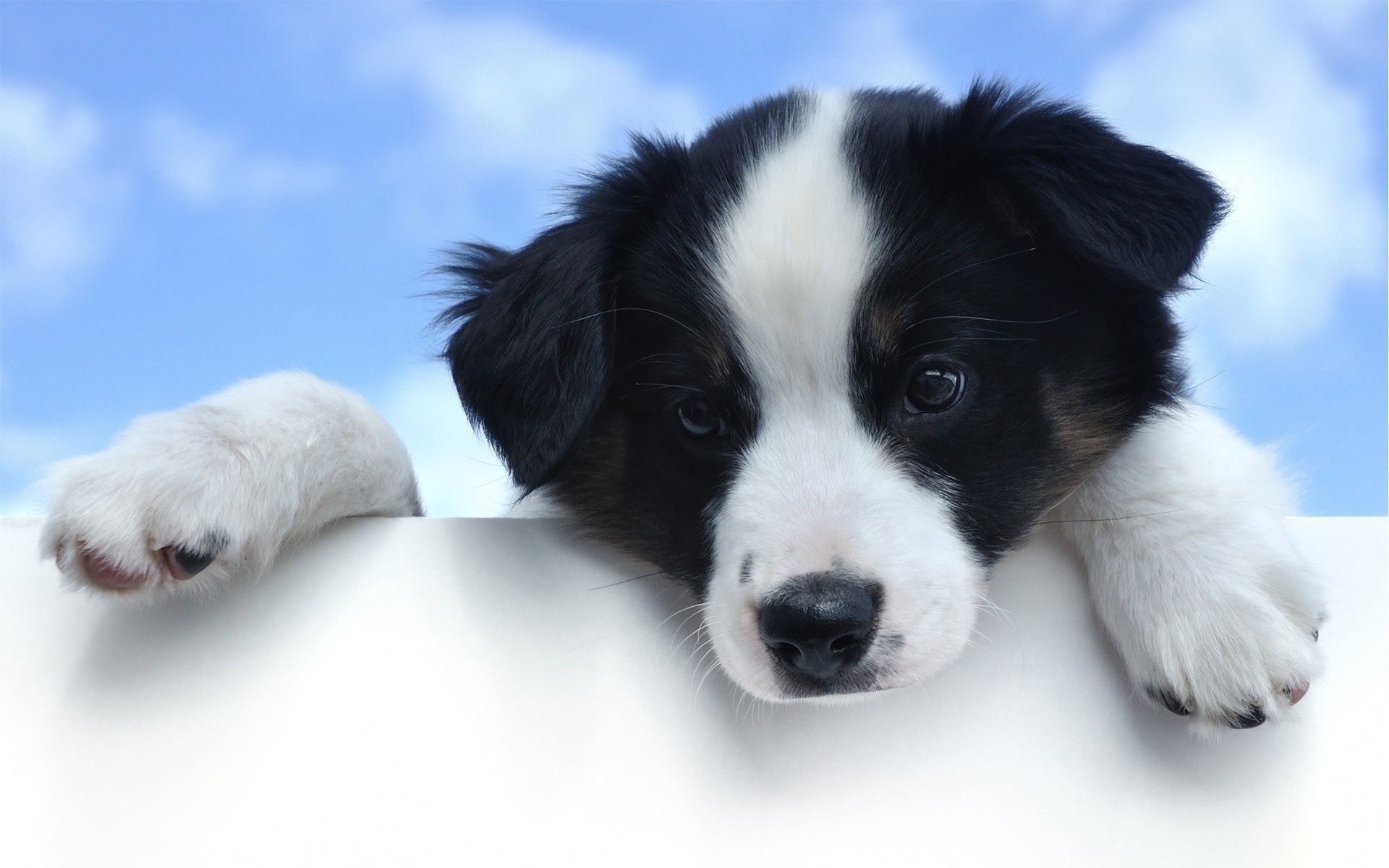 Black white dog Wallpapers Pictures