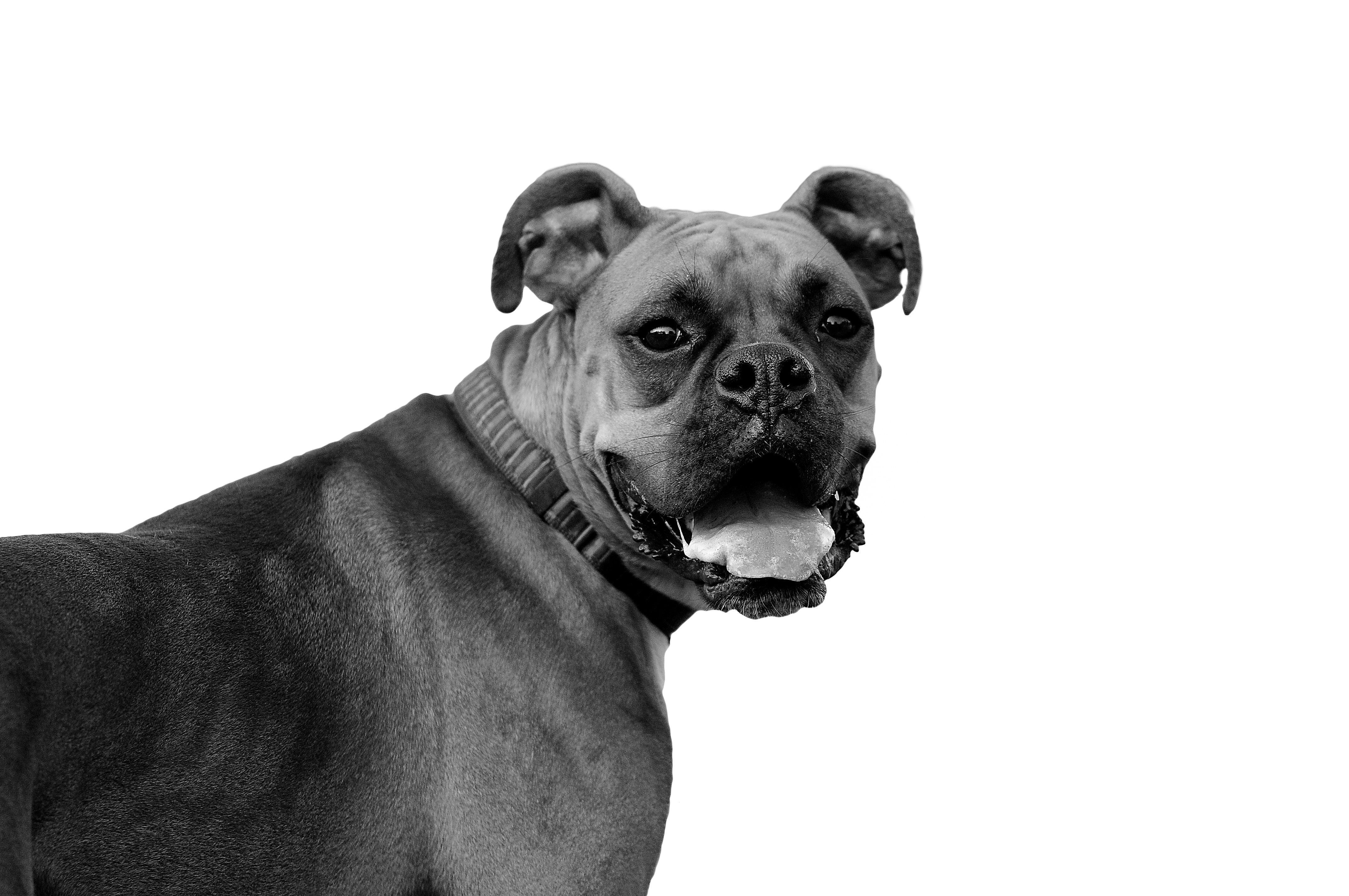 Boxer Dog Desktop Wallpapers | Boxer Dog HD Images | Cool Wallpapers