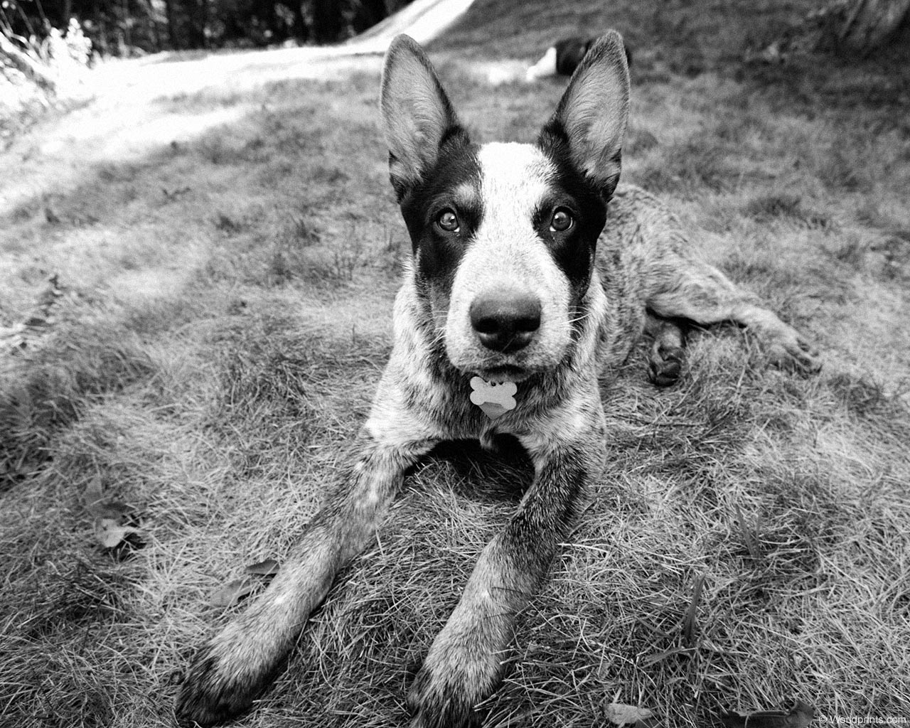 Black And White Dog (id: 195521) – BUZZERG