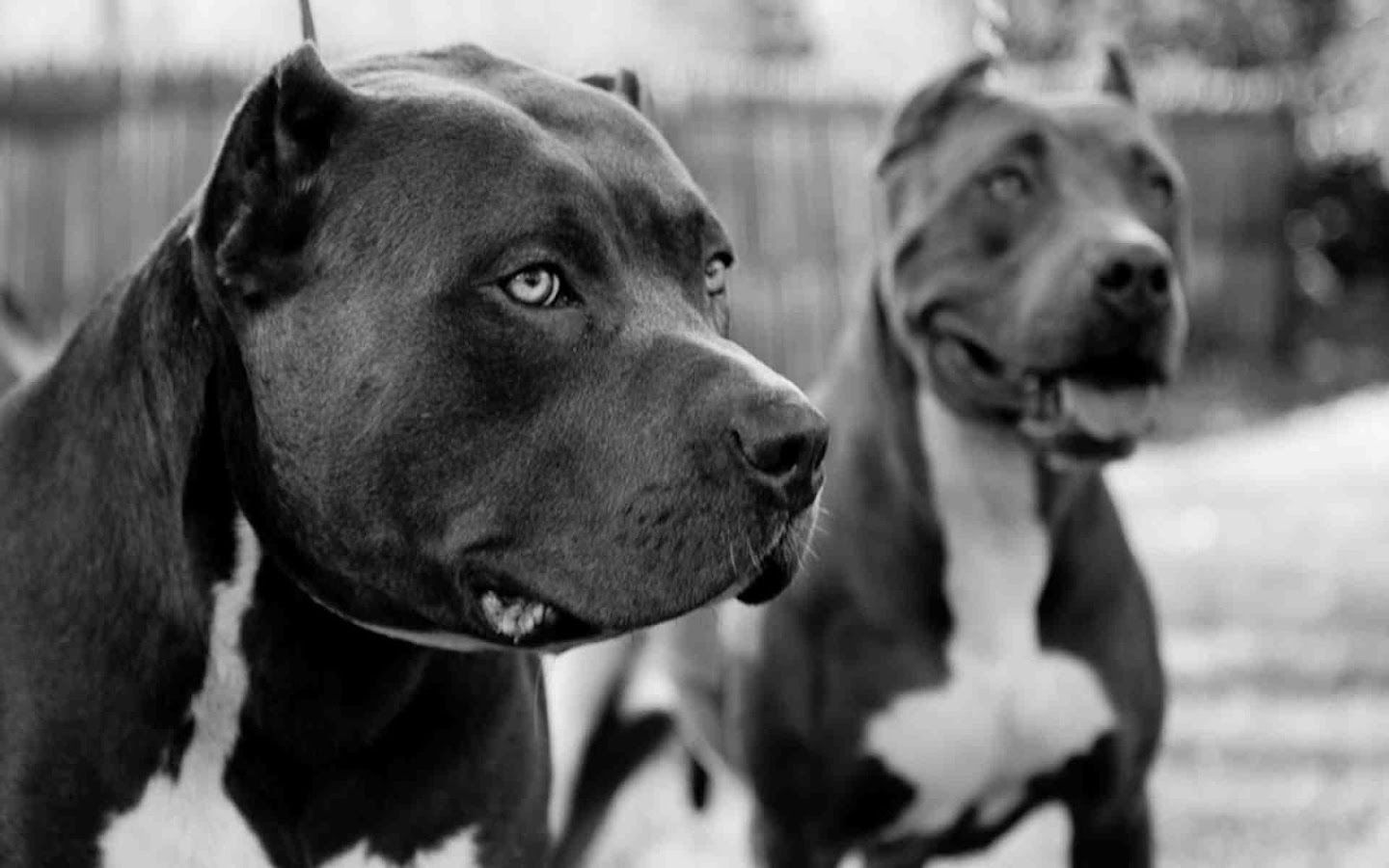 American-Pitbull-Dog-Black-and-White-Wallpaper-HD.jpg