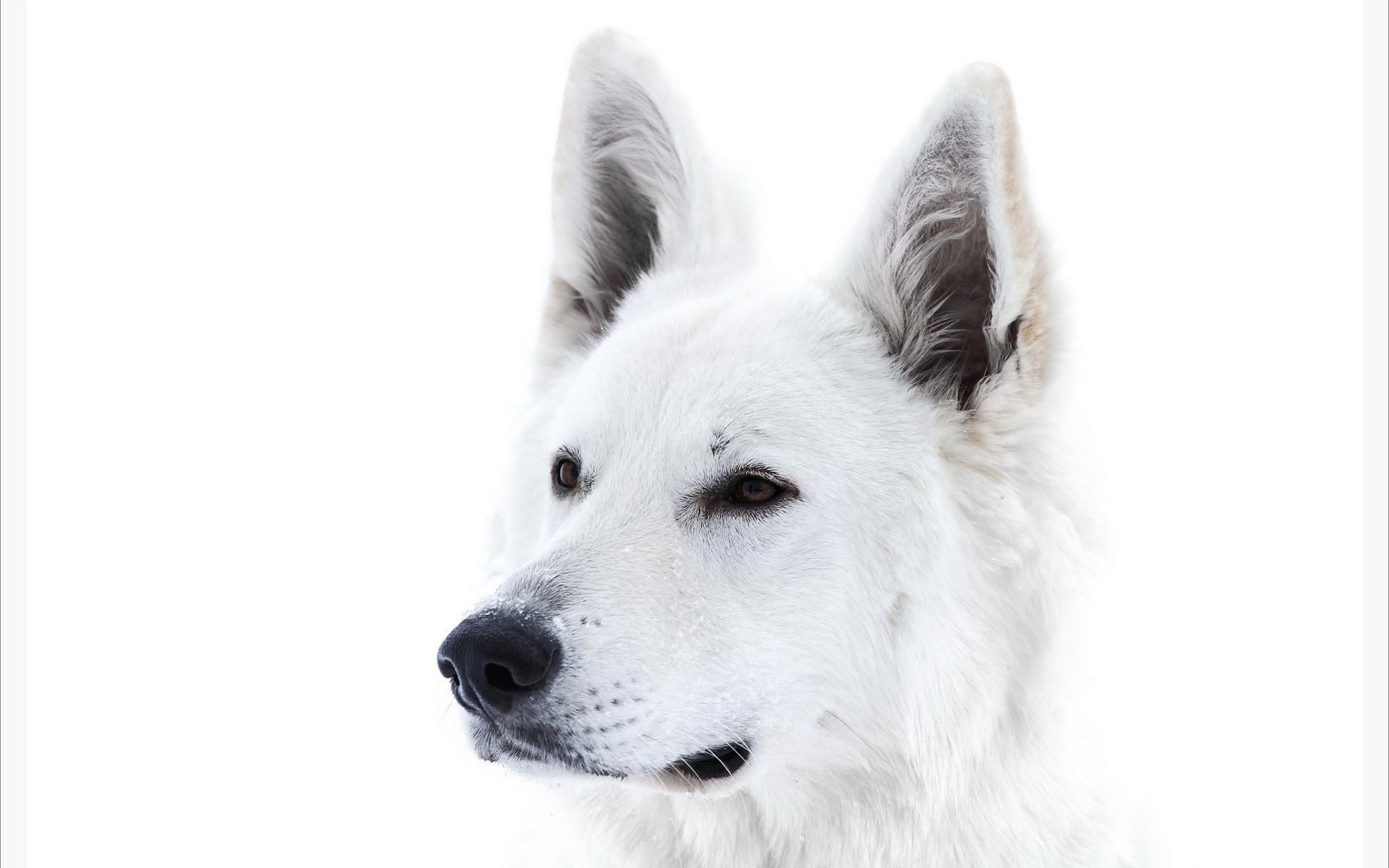 White Dog Snow Wallpaper Picture #485 Wallpaper | High Resolution ...