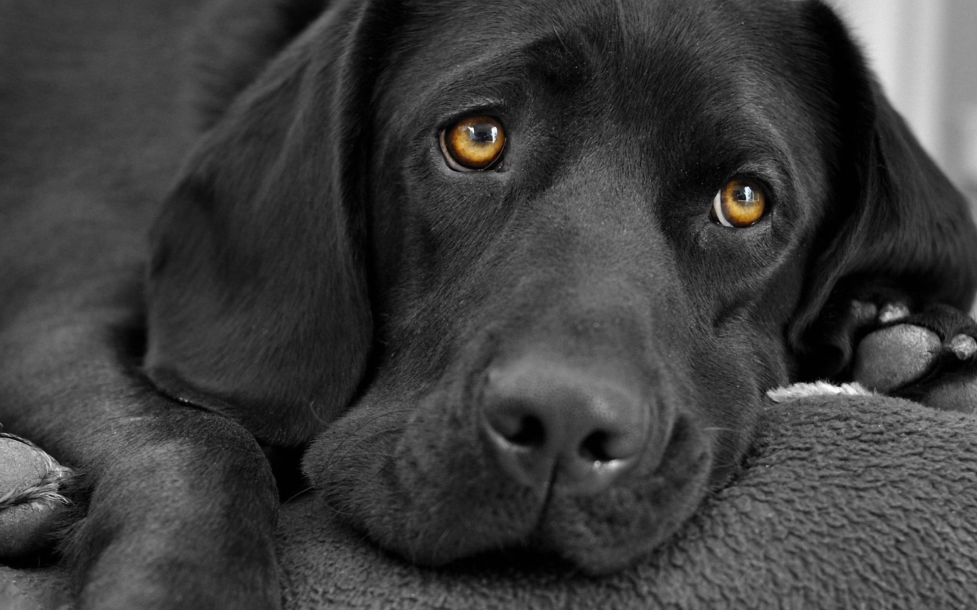 Black labrador dog Wallpapers | Pictures