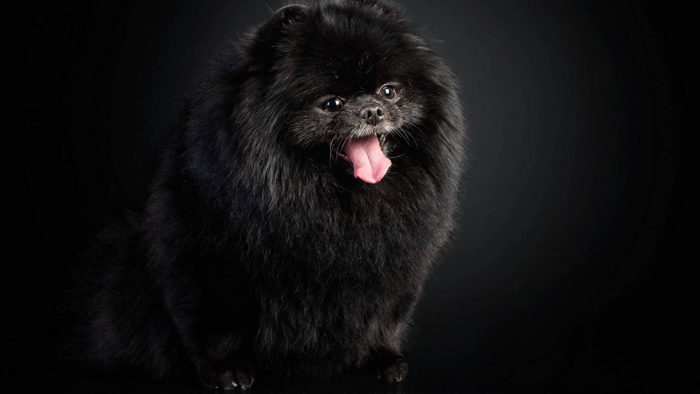 Pomeranian Dog : Temperament, Exercise And Grooming ...