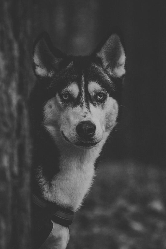 background, black and white, dog, husky, nature, wallpaper ...