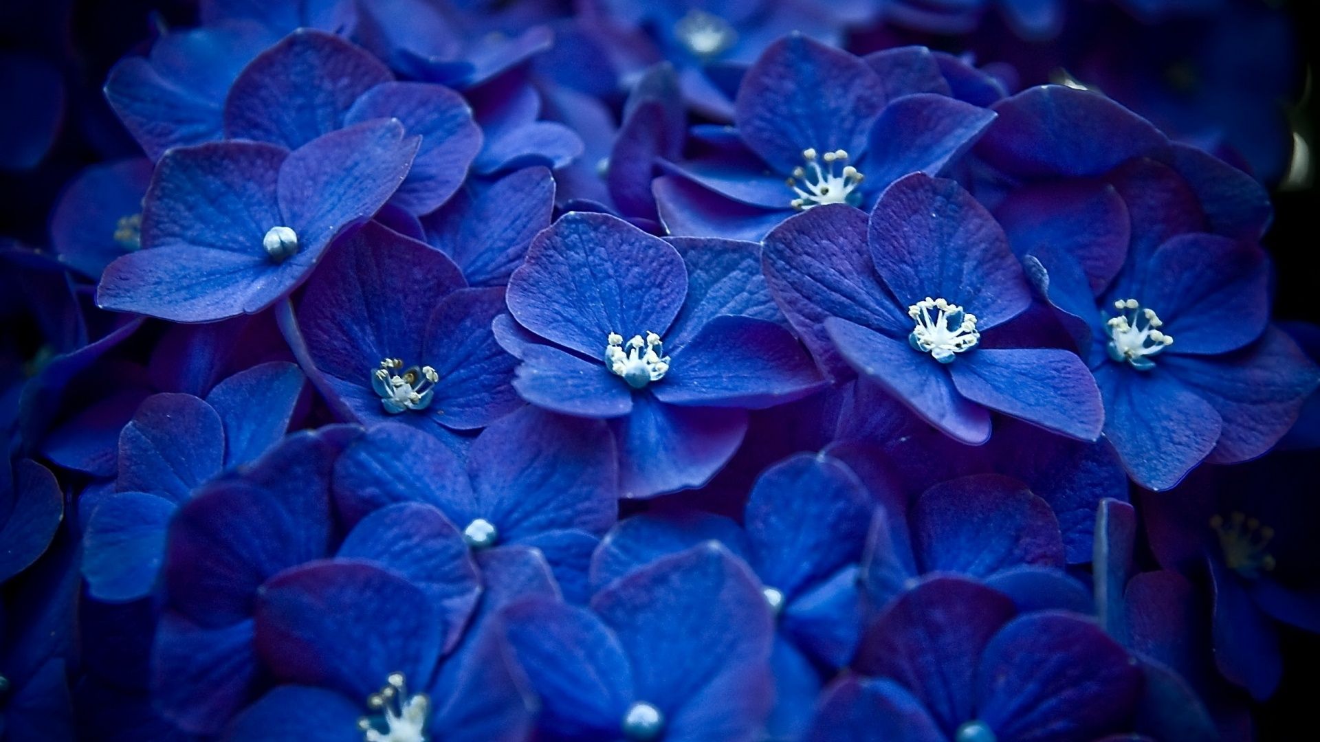 Blue Flower Wallpaper Tumblr Hq. wallpaperwide
