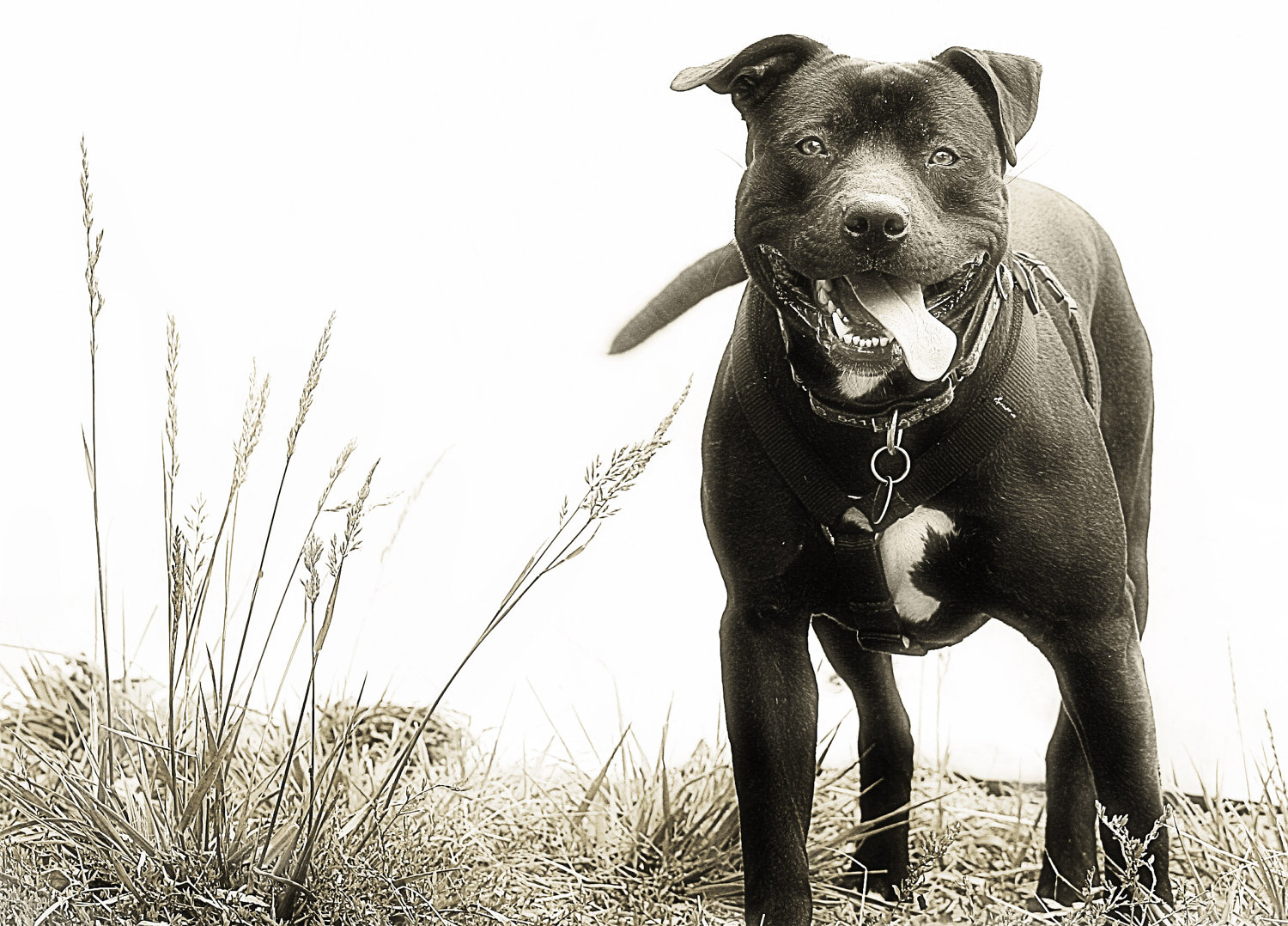 American Pitbull Dogs Wallpapers | Free HD Desktop Wallpapers ...