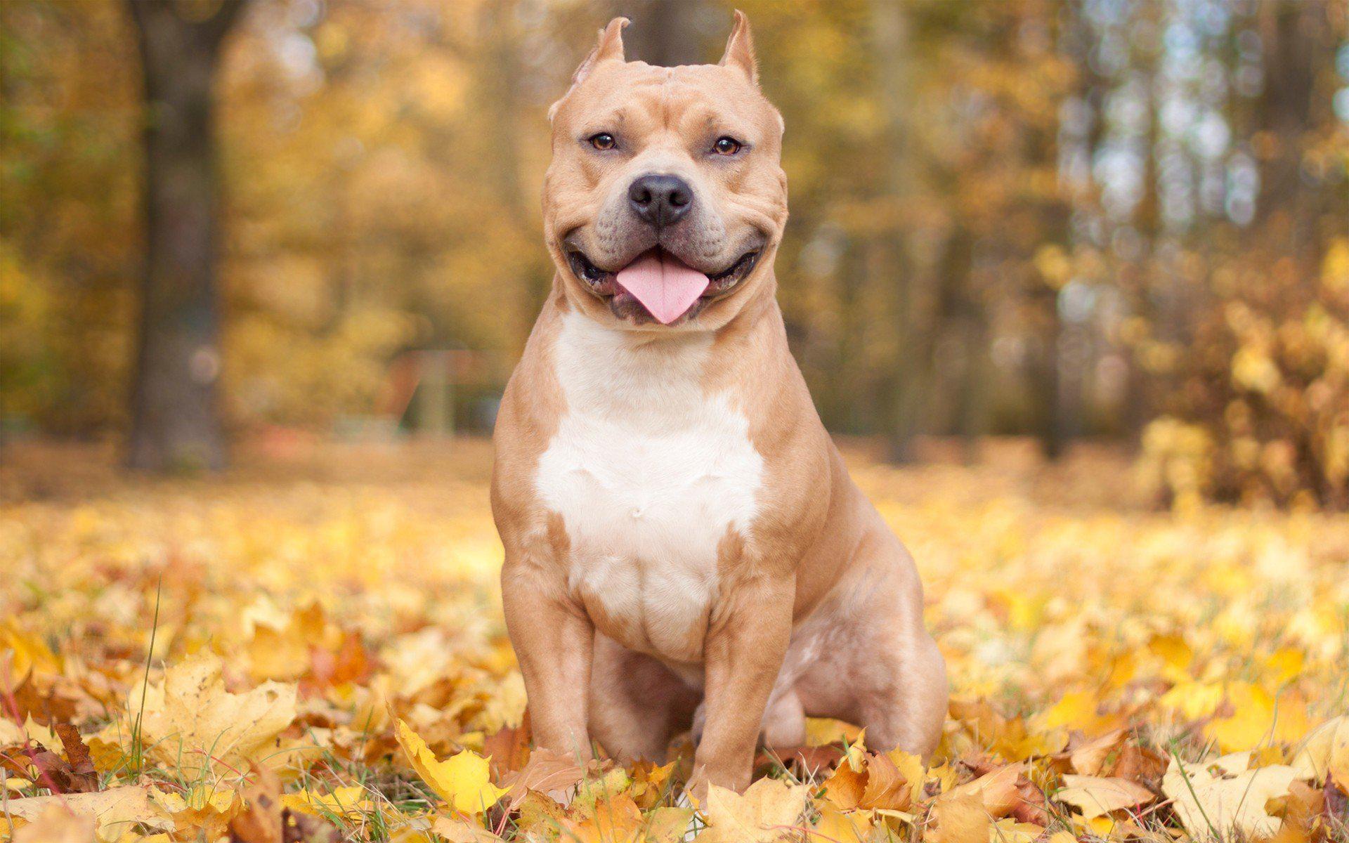 Download Pitbull Dog Wallpaper | HD Wallpapers Range