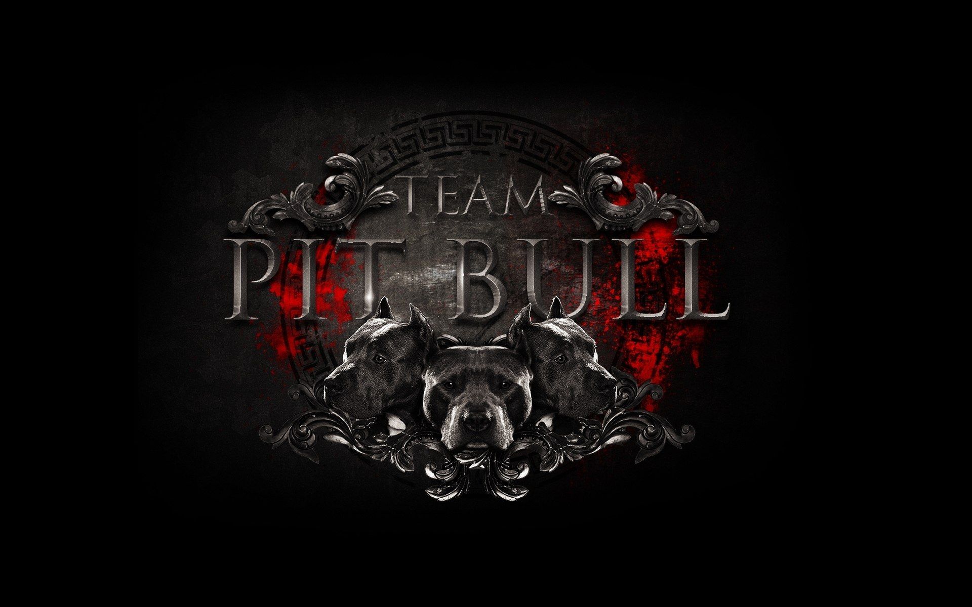 Download team pitbull wallpaper - High Quality and other