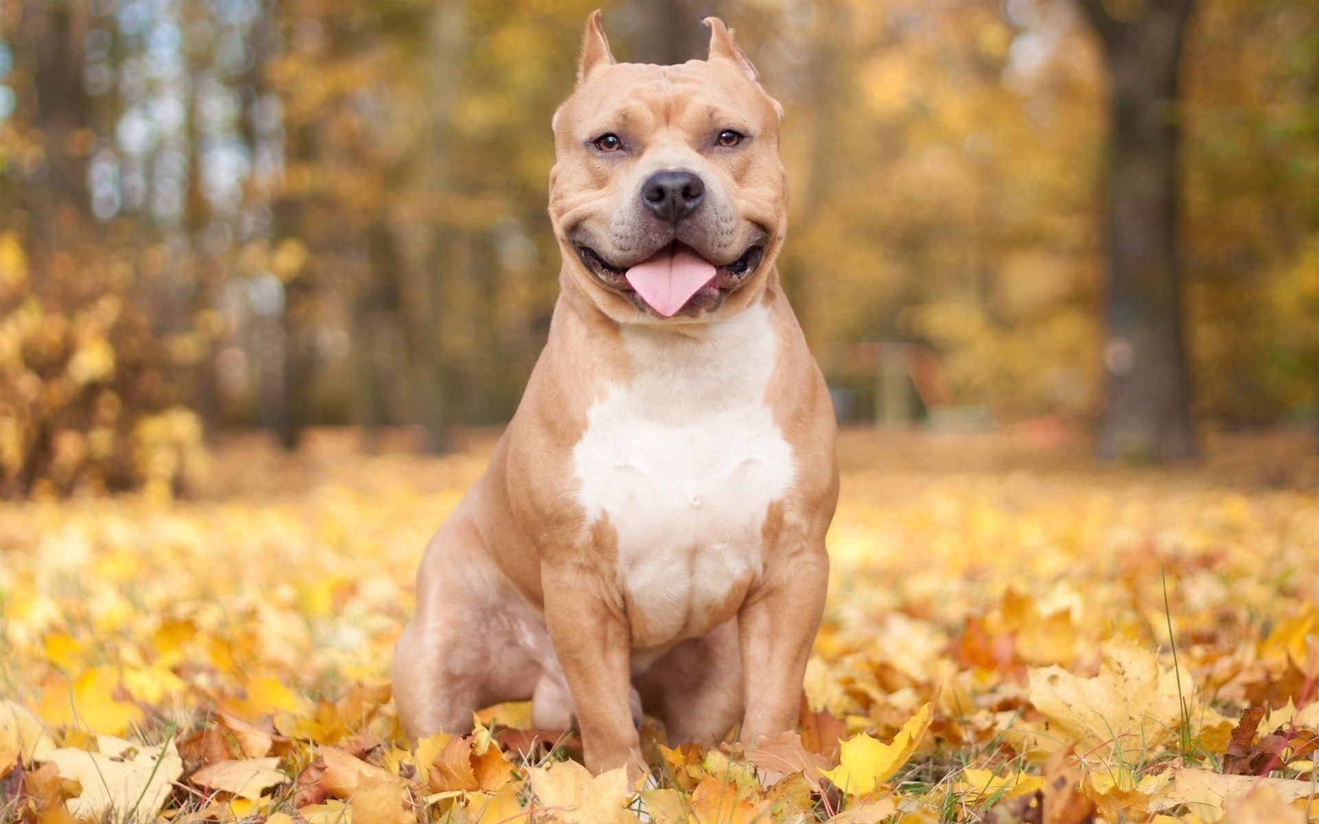Pitbull, Animal, Dog, High, Quality, New, Wide, Wallpapers, Free ...