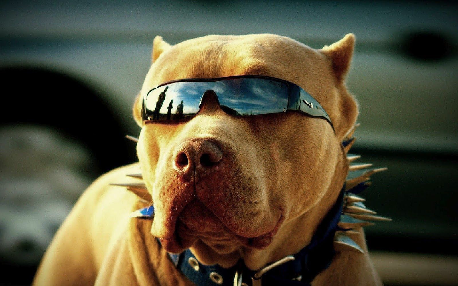 Pitbull Dog Wallpaper Best #2060 Wallpaper | High Quality ...