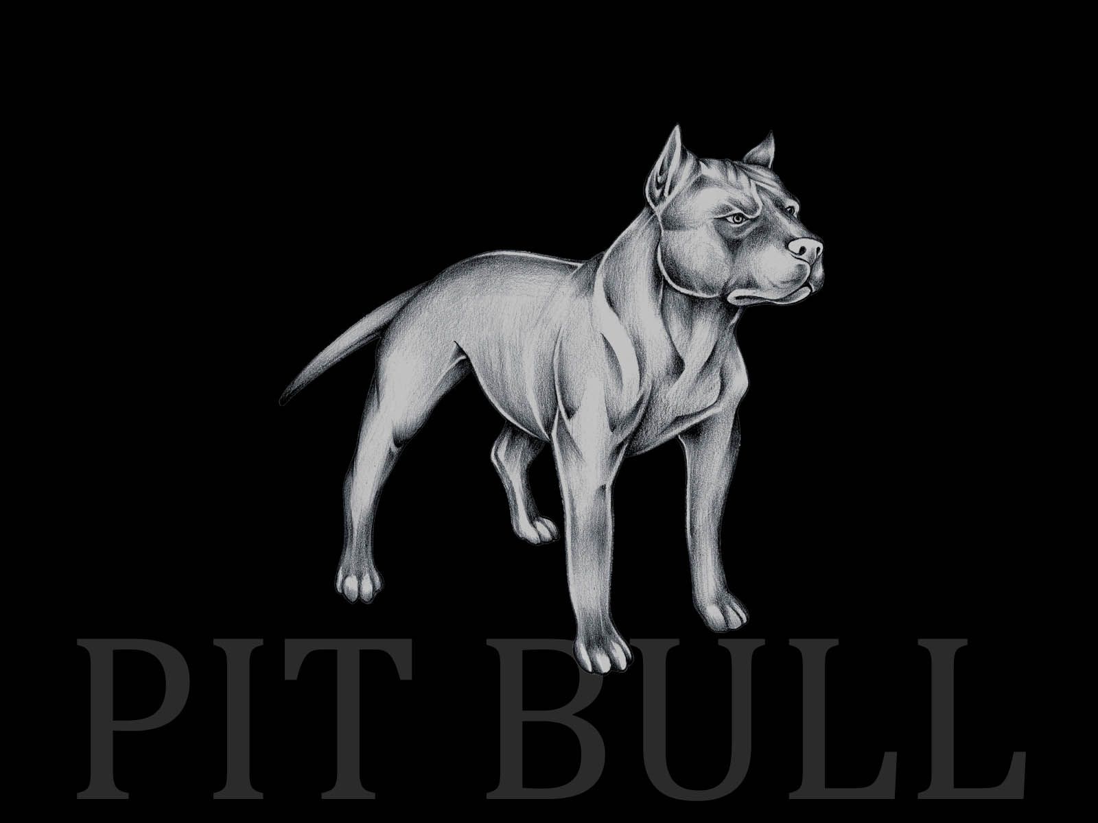 Image Gallery: pitbull dog (Dec 12 2012 19:56:58)