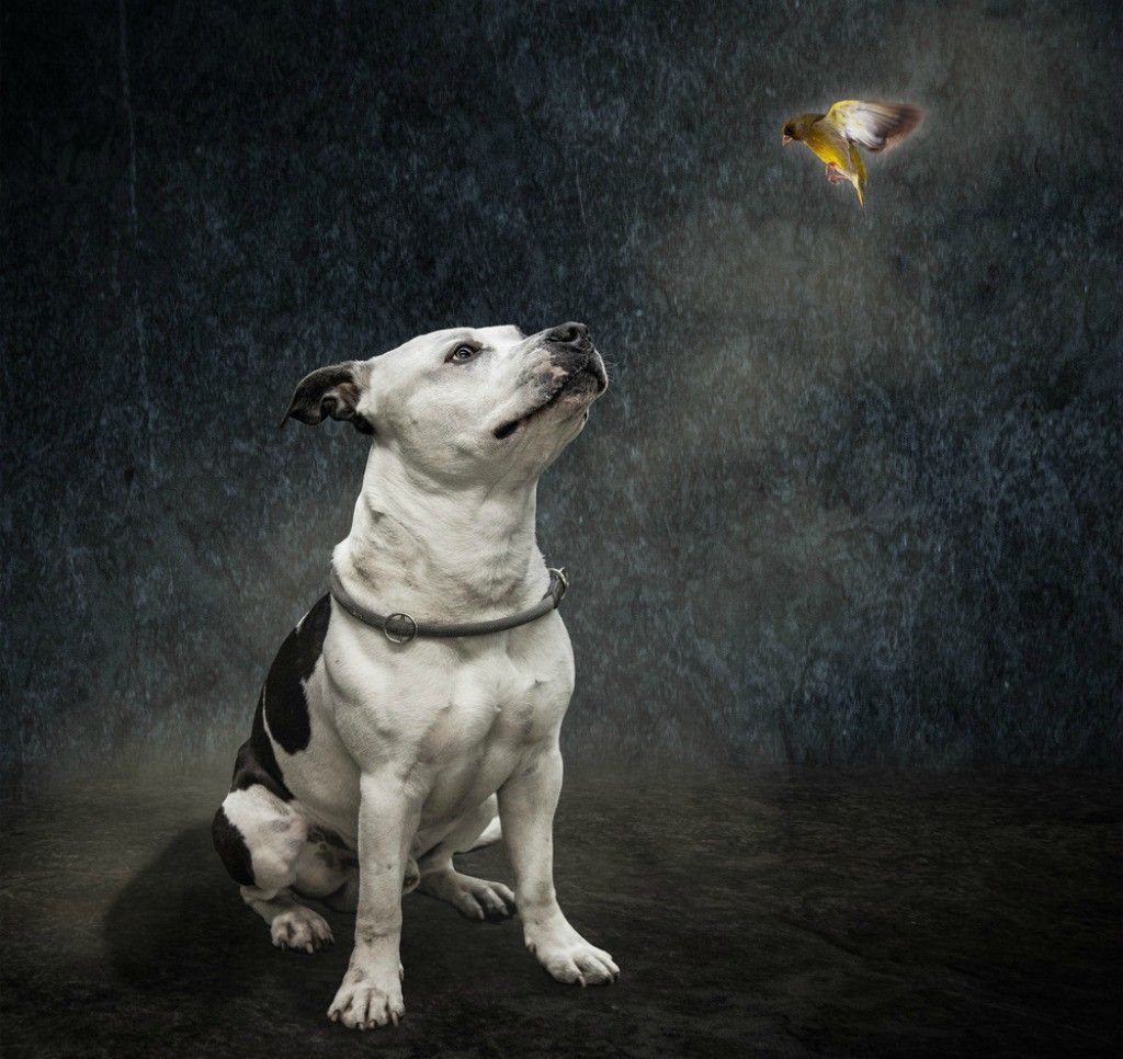 Dogs: Pit Bull Gazing Bird Moscular Dog Rocky A30668026 Free ...