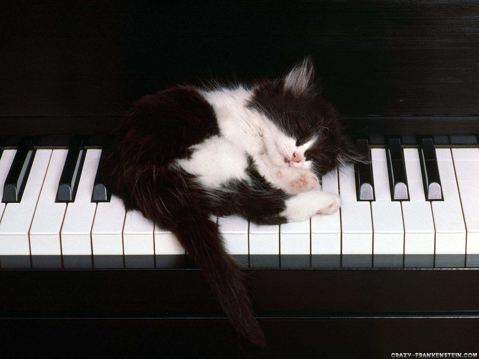 Download Black White Cat And Piano Wallpaper | Full HD Wallpapers