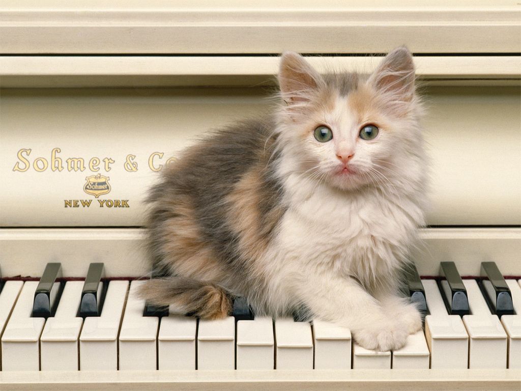 Cute Kitten On A Piano - PowerballForLife