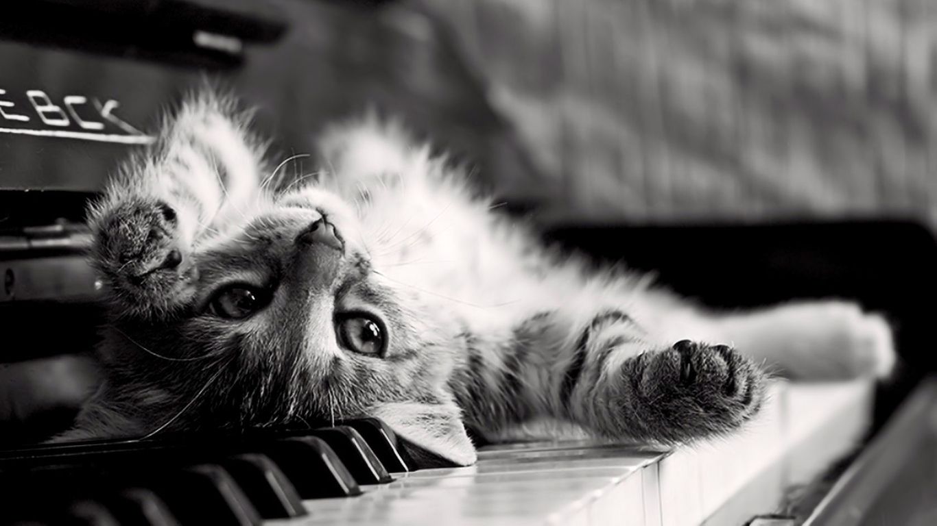Cute Cat On The Piano Wallpaper Full HD #5440 Wallpaper | High ...