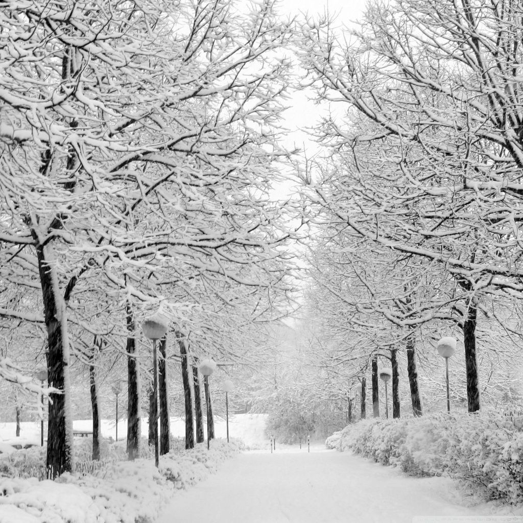 Winter In The Park Black And White HD desktop wallpaper High resolution