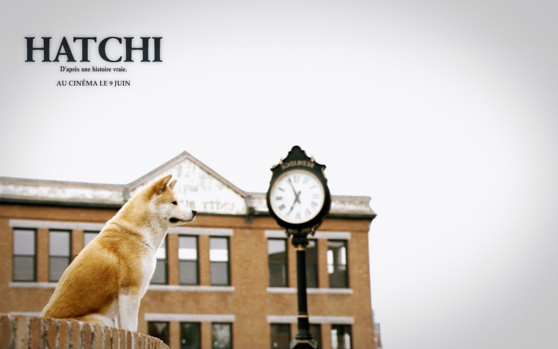 Hachiko dog free desktop backgrounds and wallpapers