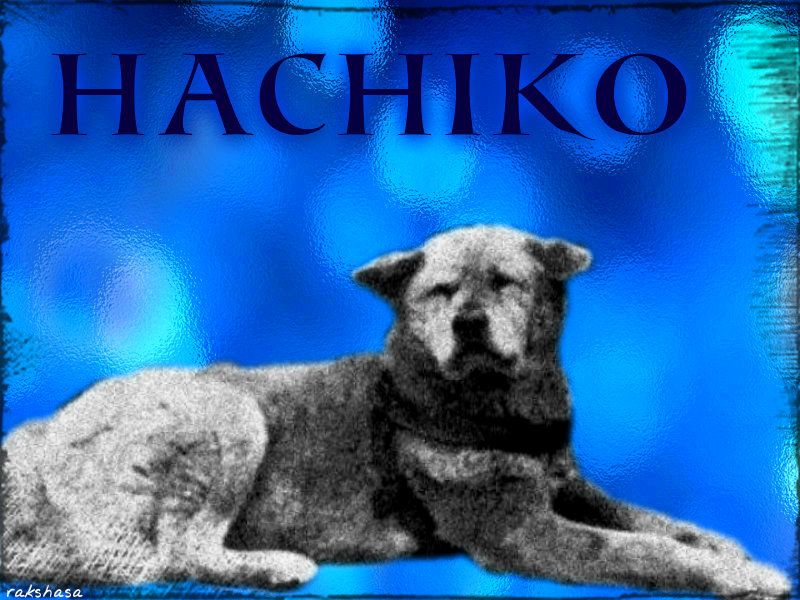 Hachik - hachiko Wallpaper 34336592 - Fanpop