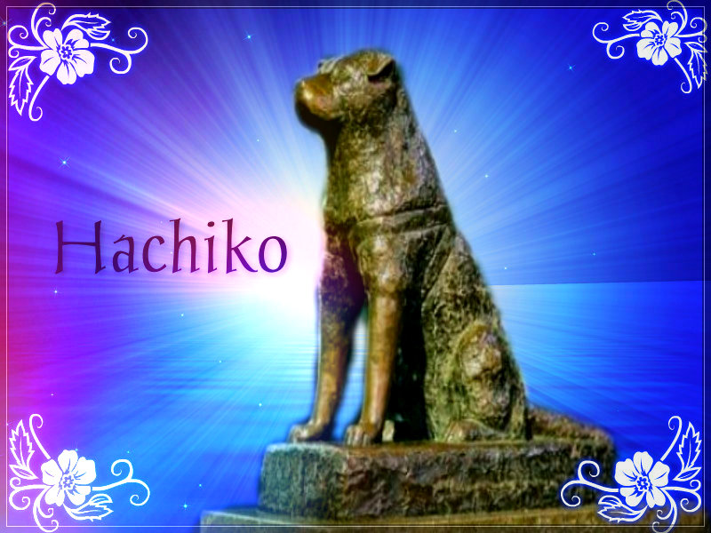 Hachik - hachiko Wallpaper 34336593 - Fanpop