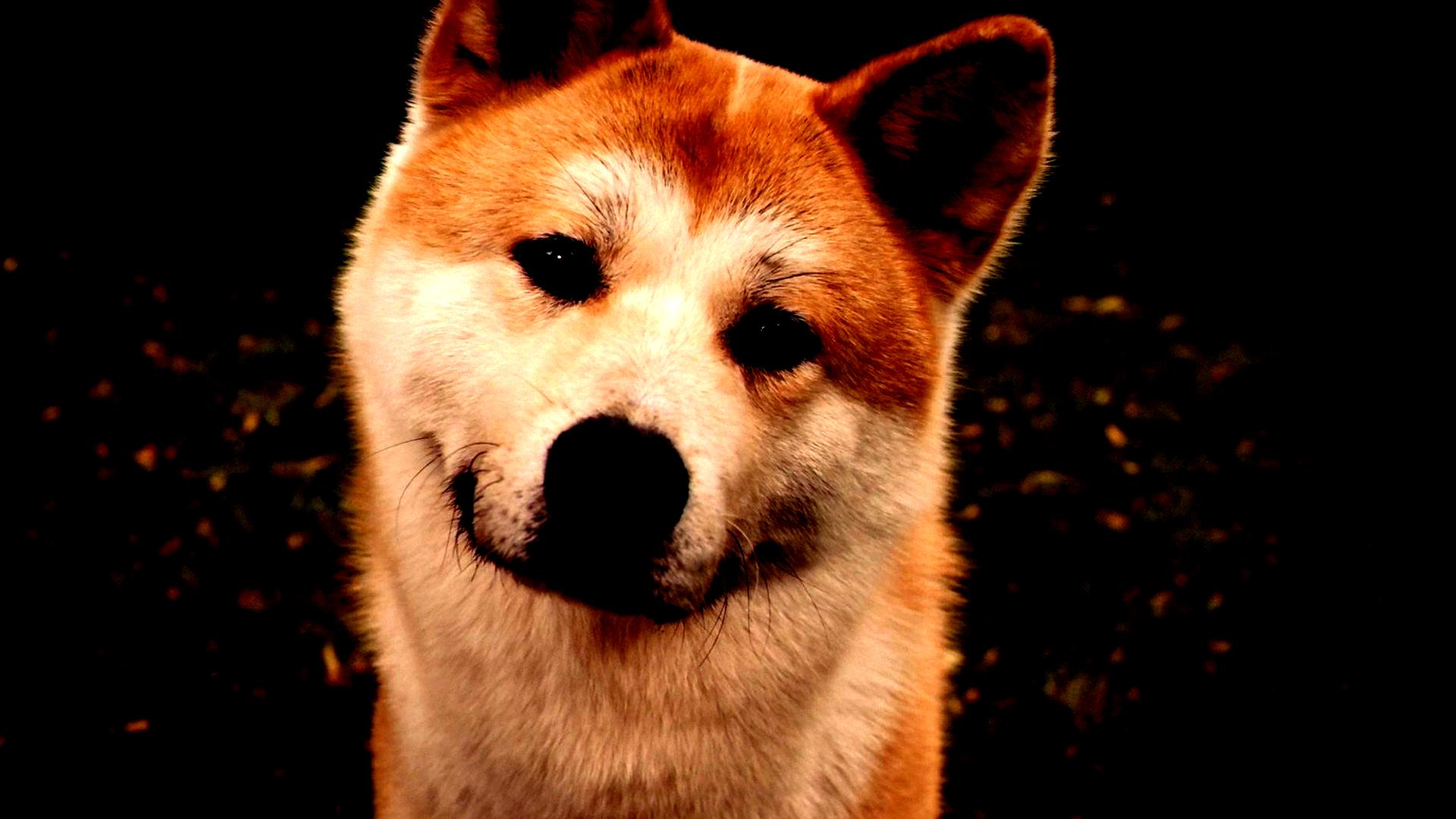 Akita Inu Dog Face Eyes Grass Hachiko #P3B