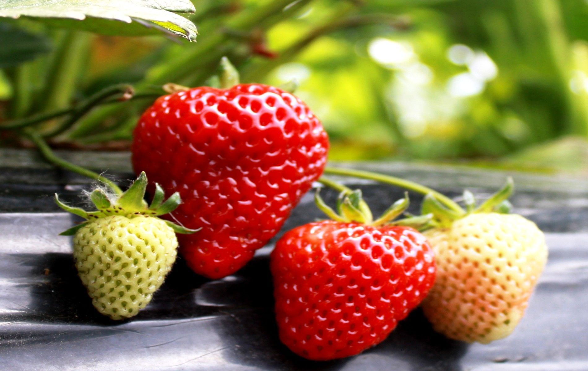 Strawberry strawberry romantic fruit wallpaper hd widescreen