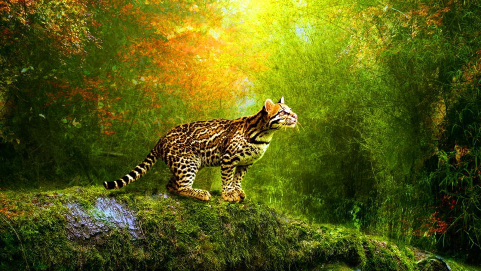 Free Animated Leopard Wallpapers For PC photos of Free Animated ...