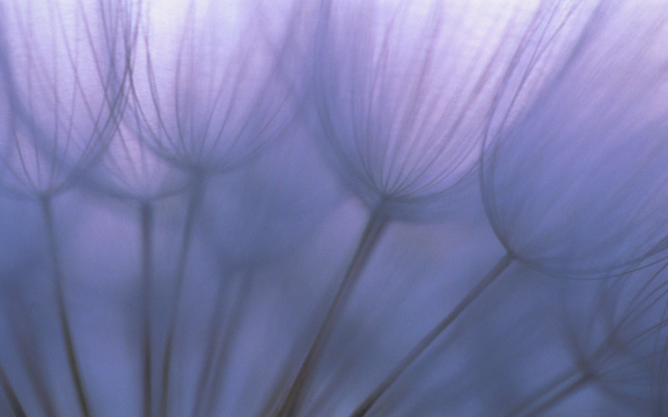Download desktop wallpaper Purple petals - Wallpapers HD for Mac