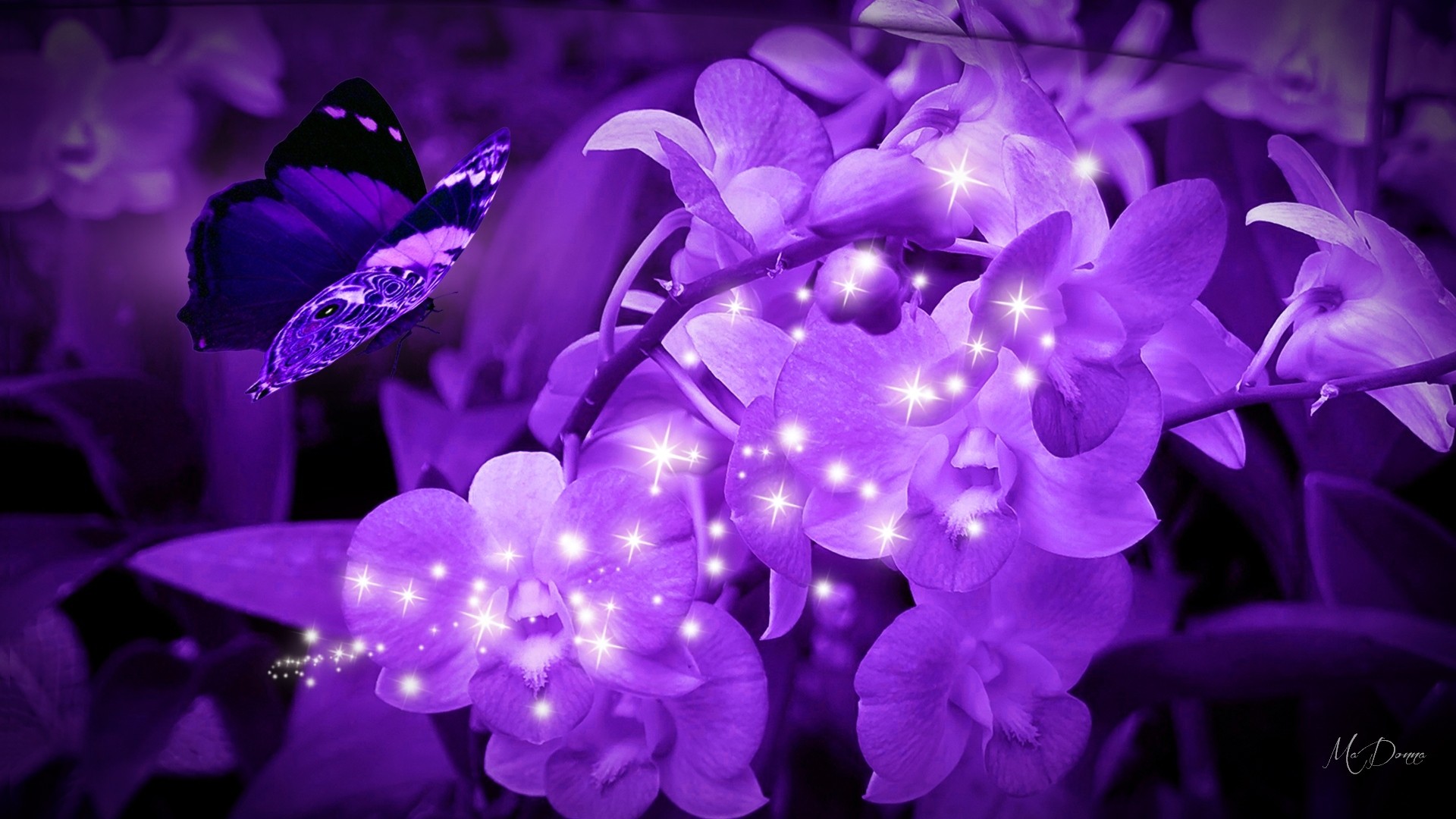Flowers: Purple Orchids Firefox Persona Theme Flowers Butterflies ...