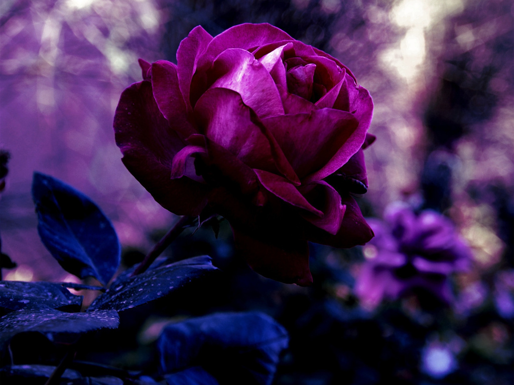 1024x768 rose, bud, color, red, nature, flower, petals, purple ...
