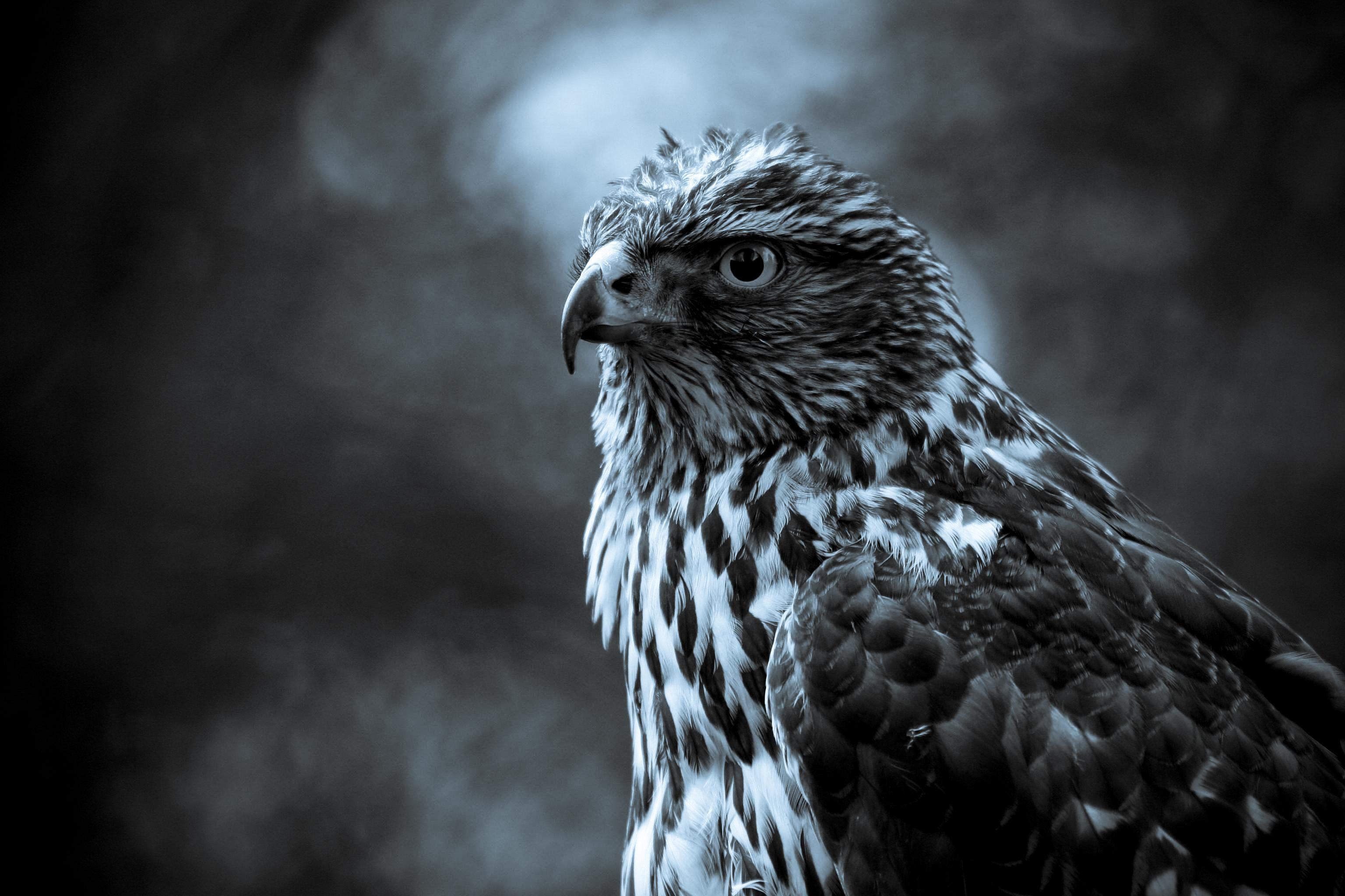 319 Eagle HD Wallpapers | Backgrounds - Wallpaper Abyss