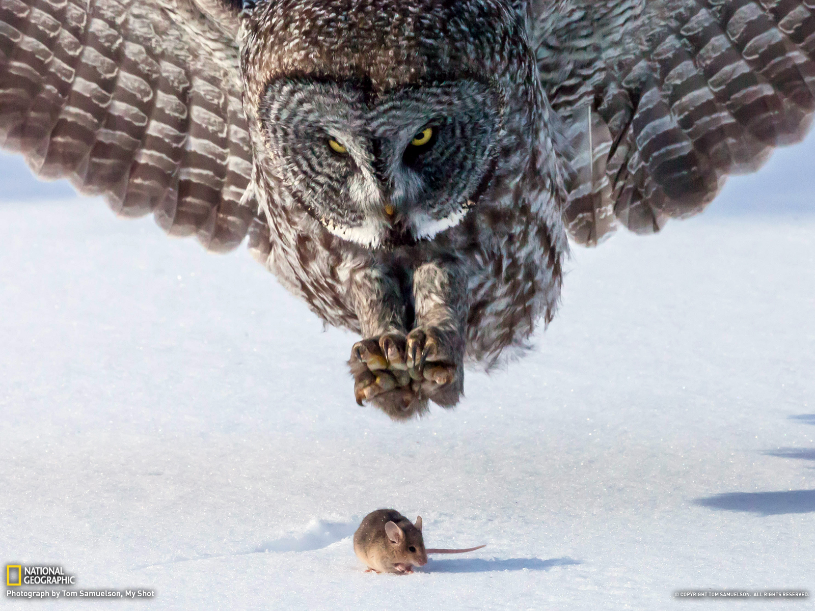 Owl Picture -- Animal Wallpaper -- National Geographic Photo of ...