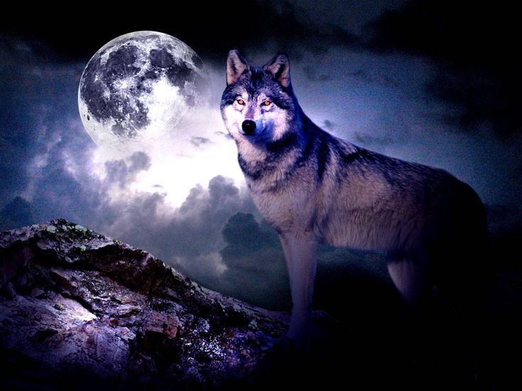 cool purple wolves | Epic - Wolves 3 Fanart | Wolves | Pinterest ...