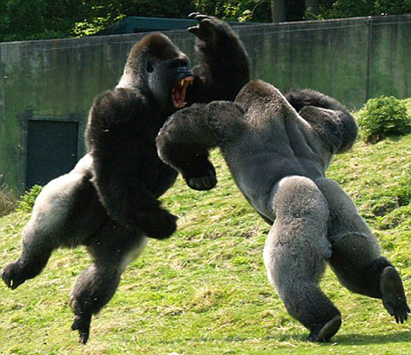 Animal Zoo Life: |Animal fight|Animal fights|Animals fighting ...