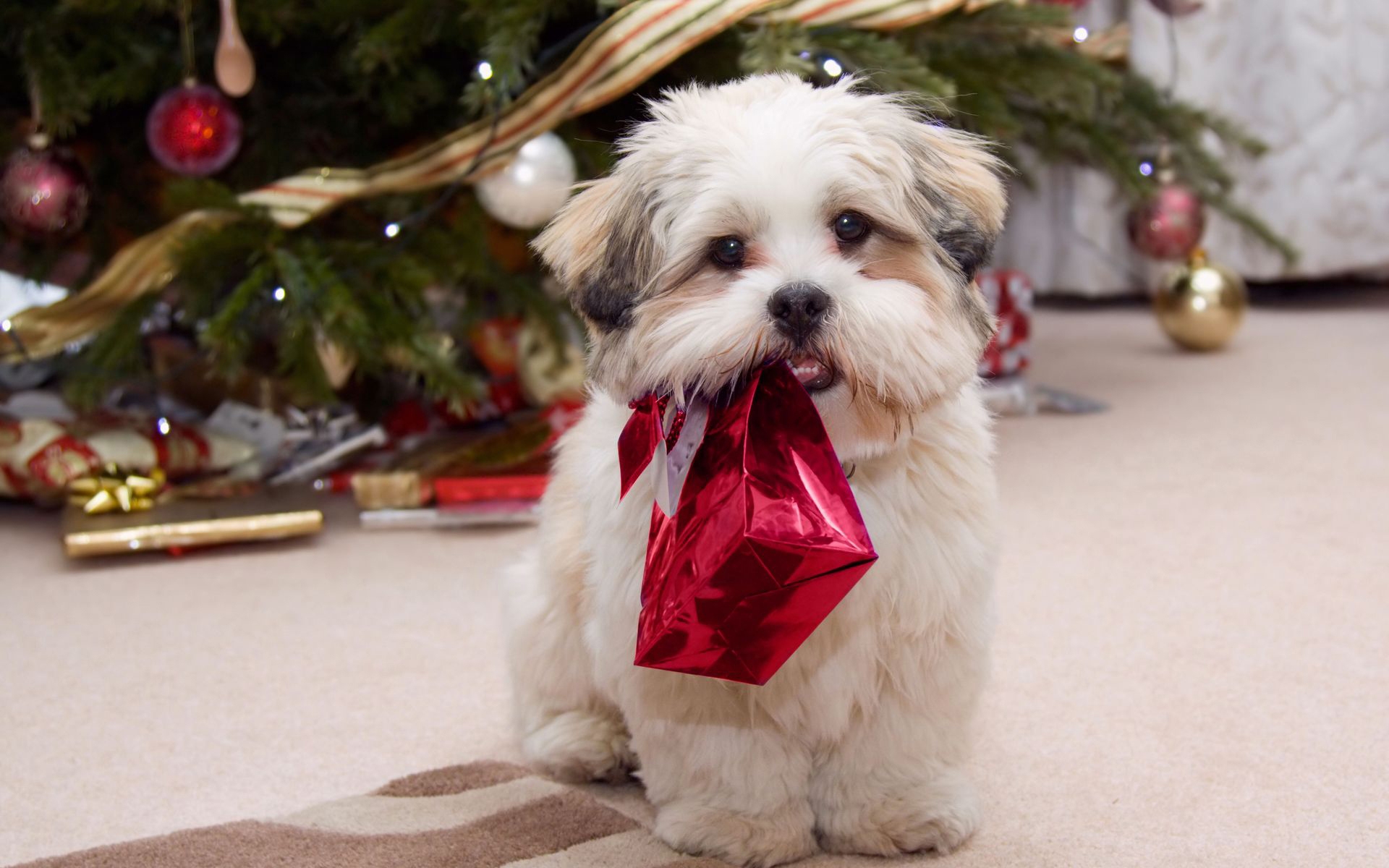 Shih tzu puppy for Christmas wallpapers and images - wallpapers