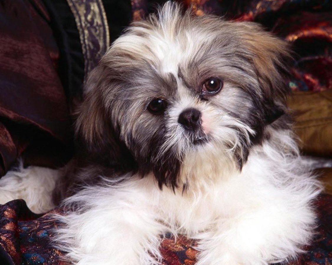 Shih Tzu Wallpapers - Android Apps on Google Play