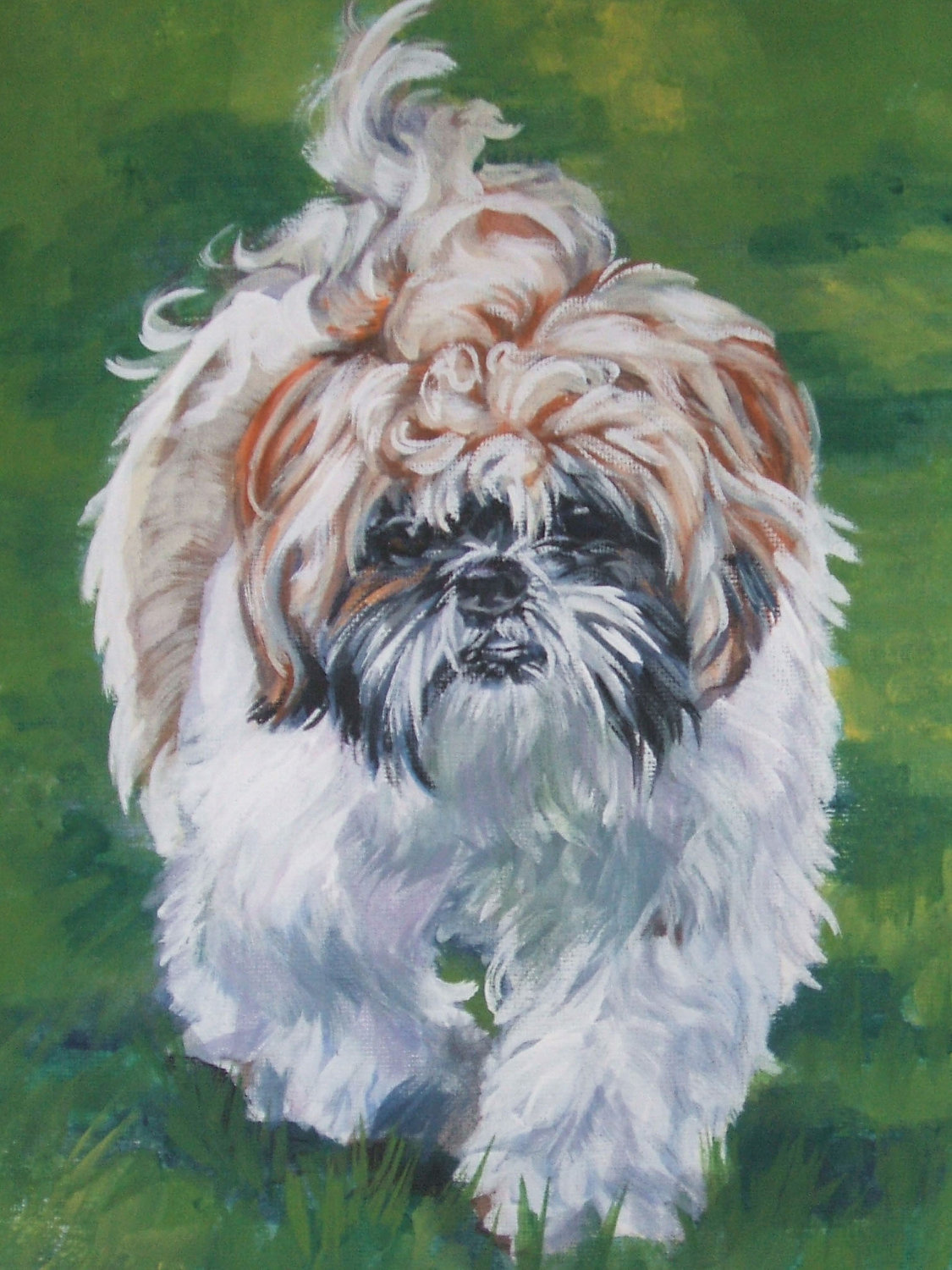 Shih Tzu photos and wallpapers. The beautiful Shih Tzu pictures