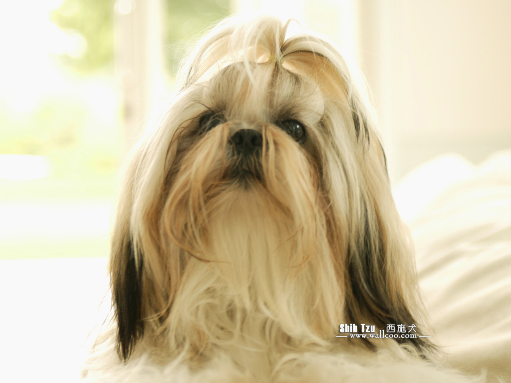 Shih Tzu Puppy Photos - Shih Tzu Dog wallpapers 1024x768 NO.6 ...
