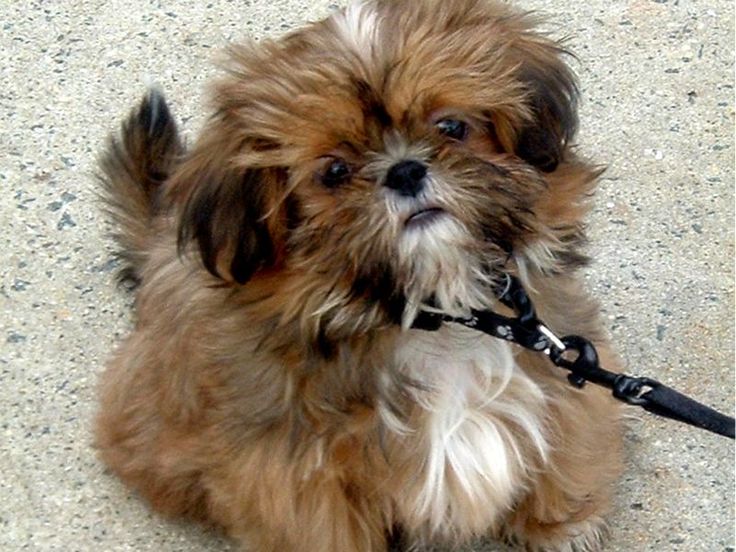 Shih Tzu Puppies | Dogs Wallpapers » Blog Archive » Cute Brown ...