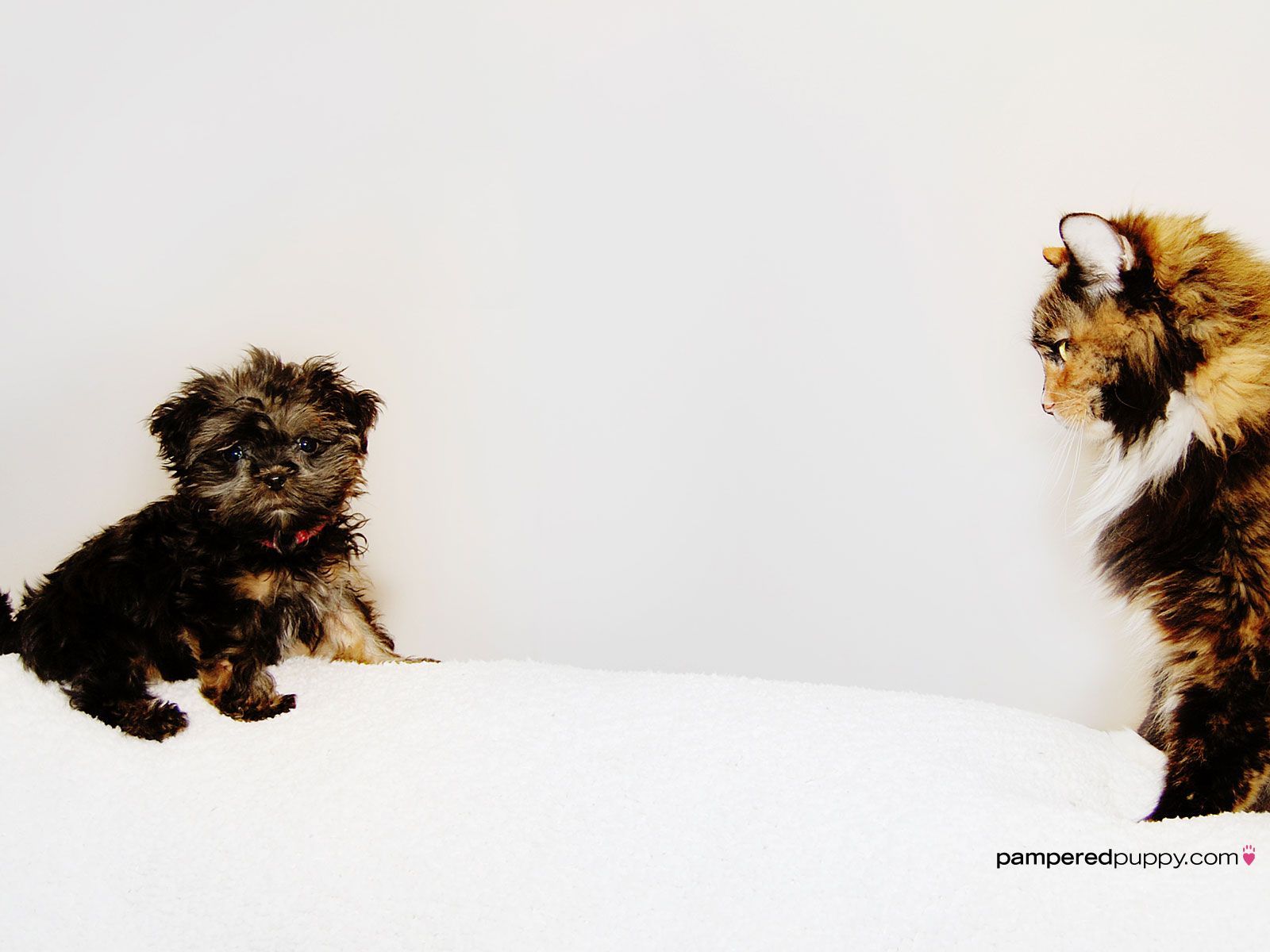 The staredown: tiny shih tzu/yorkie puppy and adult cat | Doggy ...