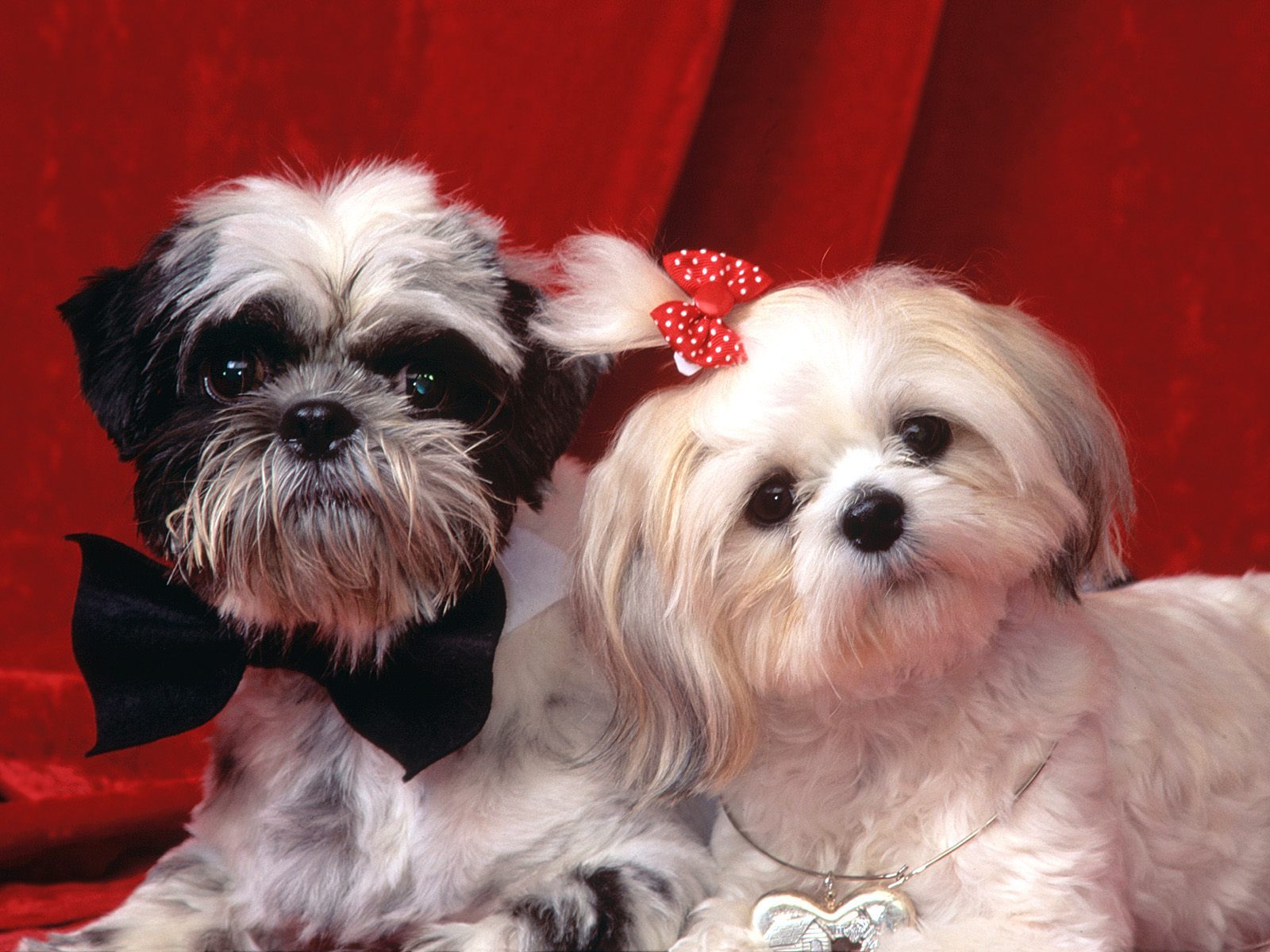 Pair of shih tzu on a red background wallpapers and images ...
