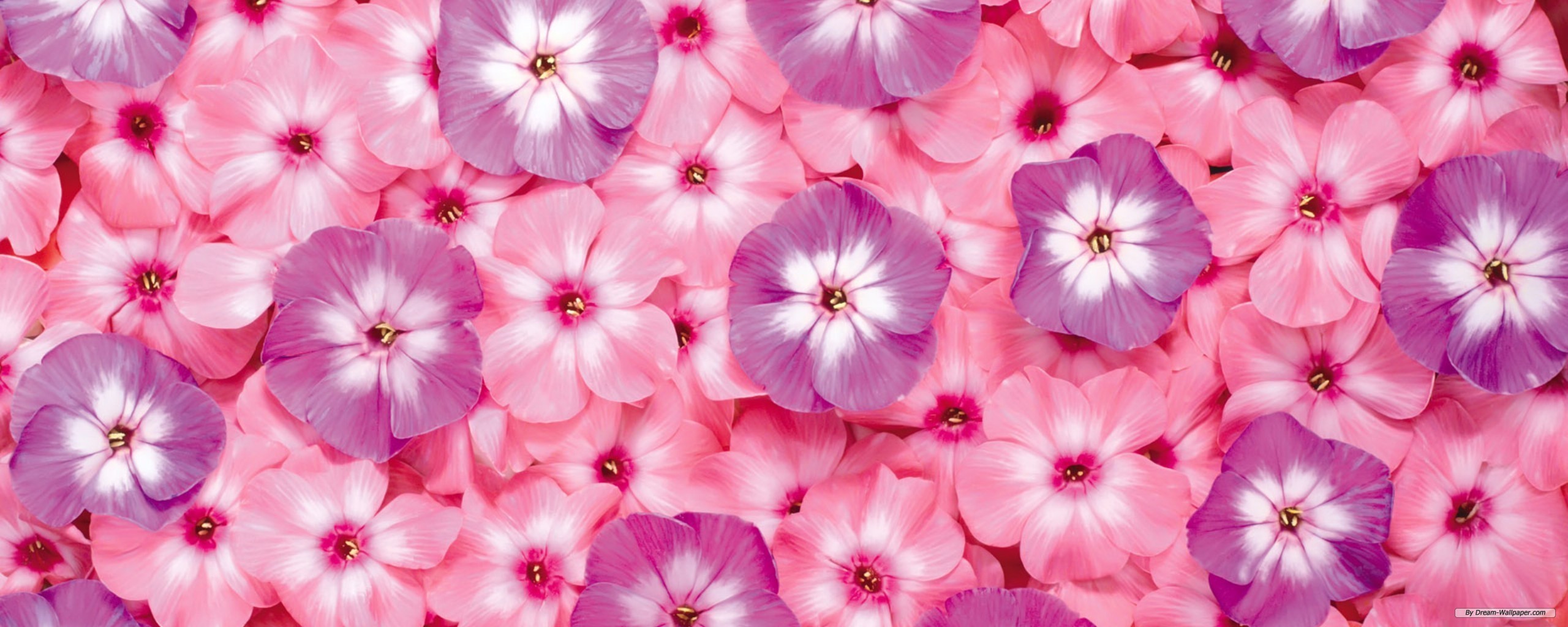 Free Wallpaper - Free Flower wallpaper - Dual Screen Flower ...