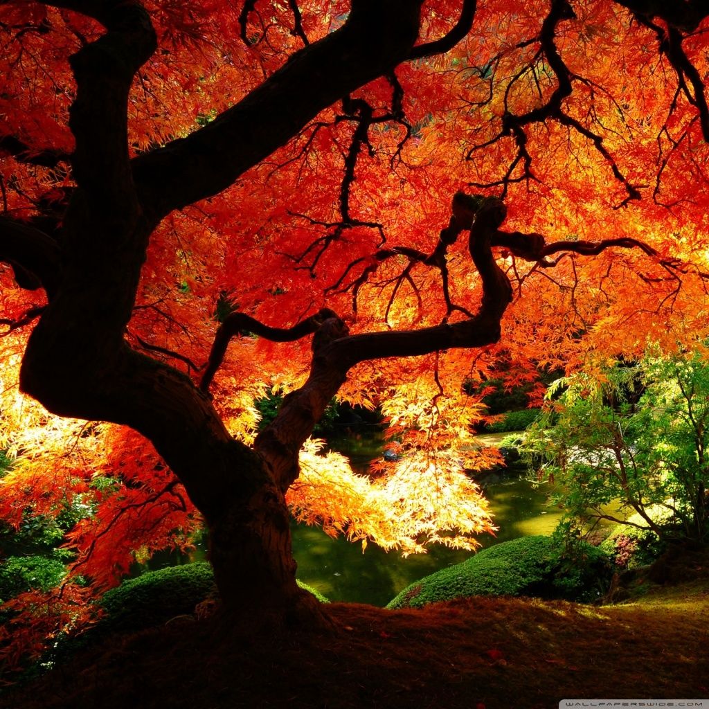 Beautiful Autumn HD desktop wallpaper Mobile Dual Monitor